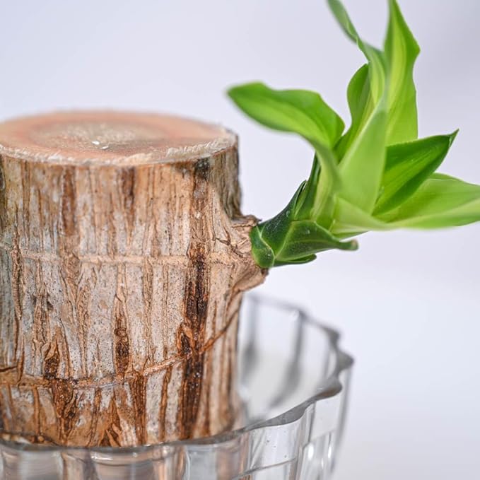 🌿 Green Lucky Brazil Wood Potted Plant (By 1 Get 1 Free)