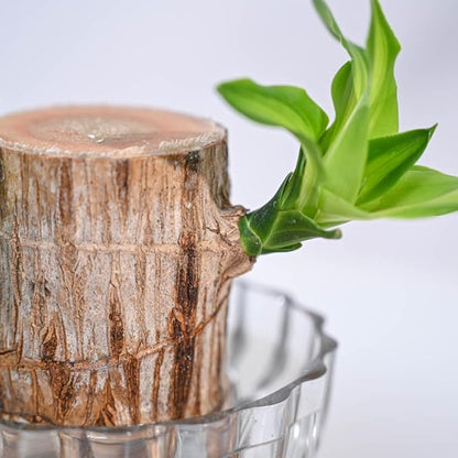 🌿 Green Lucky Brazil Wood Potted Plant (By 1 Get 1 Free)