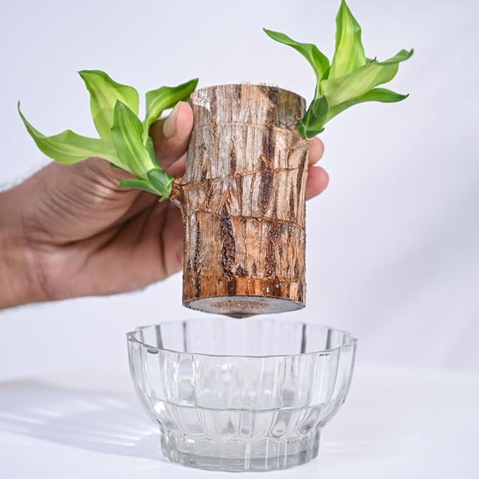 🌿 Green Lucky Brazil Wood Potted Plant (By 1 Get 1 Free)