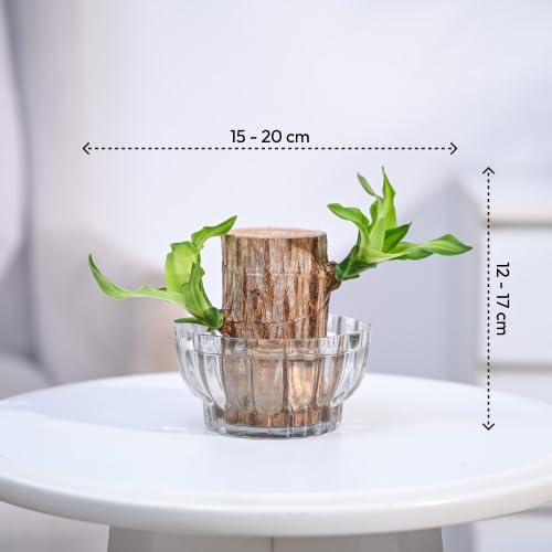 🌿 Green Lucky Brazil Wood Potted Plant (By 1 Get 1 Free)