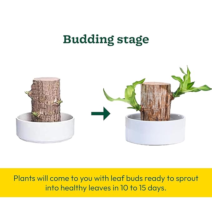 🌿 Green Lucky Brazil Wood Potted Plant (By 1 Get 1 Free)