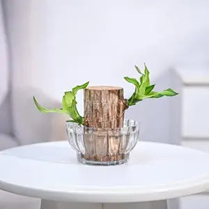 🌿 Green Lucky Brazil Wood Potted Plant (By 1 Get 1 Free)