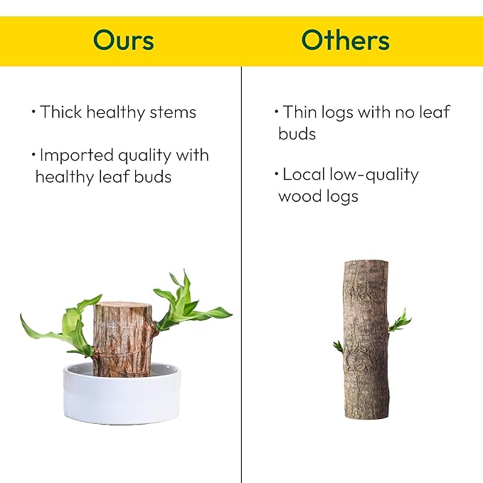 🌿 Green Lucky Brazil Wood Potted Plant (By 1 Get 1 Free)