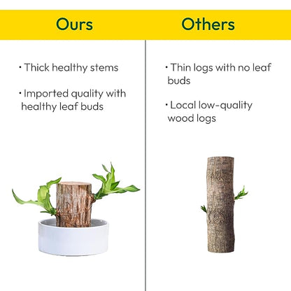 🌿 Green Lucky Brazil Wood Potted Plant (By 1 Get 1 Free)