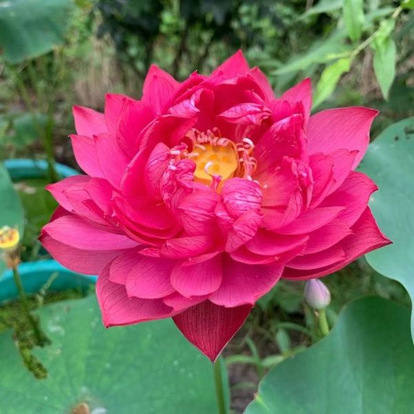 🌸 The Sacred Bonsai Bowl Lotus Flower | Elegant Indoor Water Plant Decor