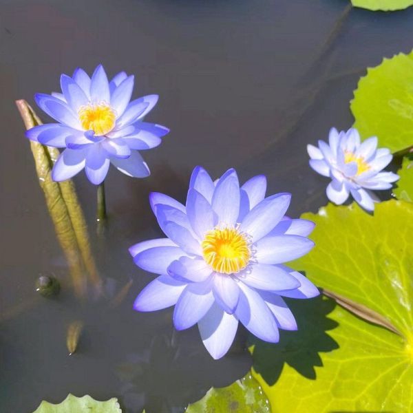 🌸 The Sacred Bonsai Bowl Lotus Flower | Elegant Indoor Water Plant Decor