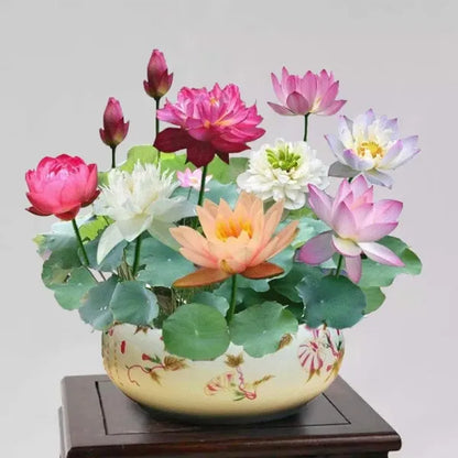 🌸 The Sacred Bonsai Bowl Lotus Flower | Elegant Indoor Water Plant Decor