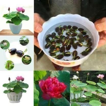 🌸 Lotus Plant Seeds | Easy-to-Grow Water Lily Seeds for Home Garden & Ponds(Piece of 30)