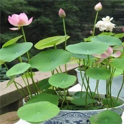 🌸 Lotus Plant Seeds | Easy-to-Grow Water Lily Seeds for Home Garden & Ponds(Piece of 30)